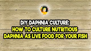 DIY Daphnia Culture How to Culture Nutritious Daphnia as Live Food for Your Fish [upl. by Angelle218]