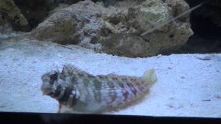 Lawnmower Blenny Salarias fasciatus [upl. by Eeniffar]