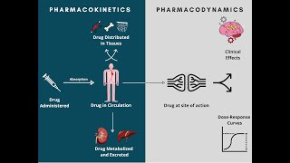 Pharmacodynamics and Pharmacokinetics  A rapid review [upl. by Fabe581]