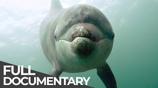 Ocean Stories 3  Dolphins and Whales  Free Documentary [upl. by Ettesyl]