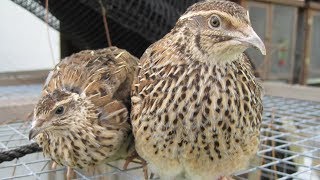 Coturnix Quail  Small Docile Meat And Egg Producers [upl. by Hgielrebma]