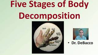 Five Stages of Body Decomposition [upl. by Spratt]