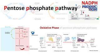 Pentose phosphate pathway [upl. by Jareb]