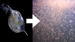 How I Culture Daphnia [upl. by Dihaz292]