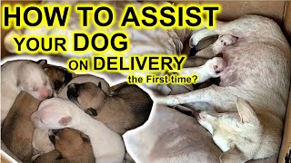 How to assist your Dog during Whelping  the delivery process [upl. by Teage740]