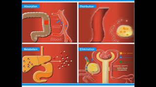 Major Pharmacokinetic Processes animation [upl. by Lakym529]