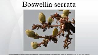 Boswellia serrata [upl. by Eruza54]