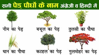 Plants and Trees Names In English And Hindi With Pictures  पौधों और पेड़ों का नाम [upl. by Zebedee]