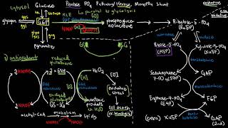 BIOCHEM 42  Pentose Phosphate Pathway [upl. by Granlund927]