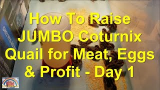 How To Raise JUMBO Coturnix Quail For Meat Eggs amp Profit  Day 1 [upl. by Anirdnajela445]