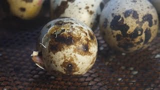 First Time Hatching Coturnix Quail Eggs [upl. by Shornick]