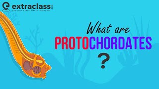 What are Protochordates  Biology  Sub Phylum of Chordata  Animal Kingdom  Protochordata [upl. by Nitram206]