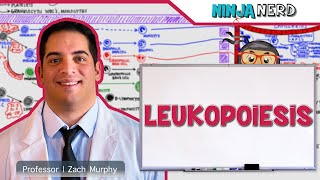 Hematology  Leukopoiesis White Blood Cell Formation [upl. by Nived]