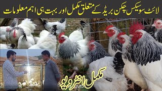 Light Sussex Chicken Farming Profitable Business Egg and Farm Details [upl. by Mokas]