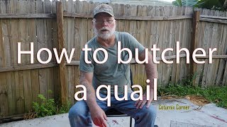 How to butcher a quail [upl. by Emanuele]