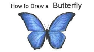 How to Draw a Butterfly Blue Morpho [upl. by Emirac]