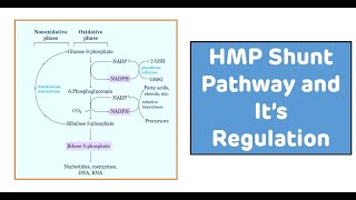 Hexose Monophosphate Shunt HMP Shunt Pathway  Pentose Sugar Synthesis [upl. by Mahalia455]