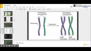 Sister Chromatids vs Homologous Chromosomes [upl. by Innek]