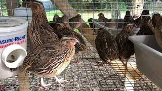 Male Coturnix Quail Calls  Sound [upl. by Kacie]