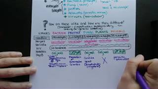 Intro to Microbiology and Human Pathogens [upl. by Walther]