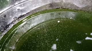 DAPHNIA MOINA CULTURE IN A SMALL BUCKET [upl. by Eerhs973]