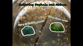 How To Culture Daphnia and Moinas using Green Water Spirulina powder [upl. by Anailuj164]