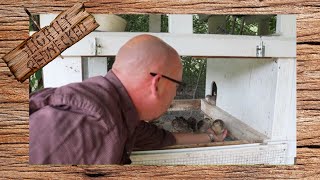 How to Tame Your Coturnix Quail [upl. by Brittani]