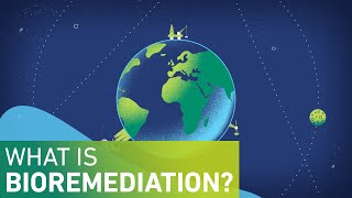 What is Bioremediation [upl. by Willett]