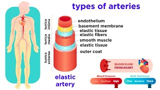 The Circulatory System Part 2 Blood Vessels [upl. by Ardnasac]