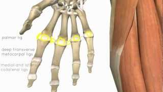 Dorsal Wrist Syndrome  Everything You Wanted to Know [upl. by Annelg833]