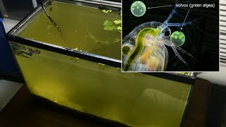 Raising Daphnia for the Freshwater Aquarium [upl. by Lucilia499]