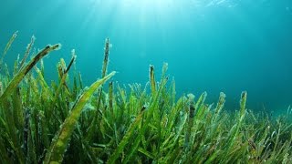 Seagrass video [upl. by Irmina518]