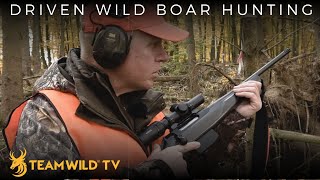 Driven Wild Boar Hunting in Germany [upl. by Akemet]