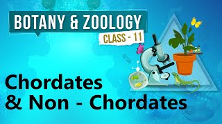 Chordates amp Non  Chordates  Kingdom Animalia  Biology Class 11 [upl. by Adohr]