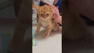 Kitty is afraid of vaccinations cat funnypetslife funnycats foryou funny petlover animals [upl. by Cirdor]