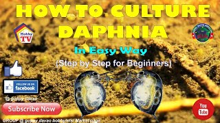 HOW TO CULTURE DAPHNIA In Easy Way [upl. by Ahgem636]