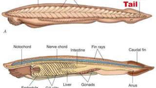 Chordate Evolution 12 [upl. by Undry]