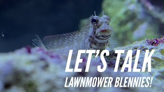 Fish Profile  Lawnmower Blenny [upl. by Bartholomeo]