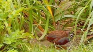 Chinese painted quails Coturnix chinensis  wild type [upl. by Pain]