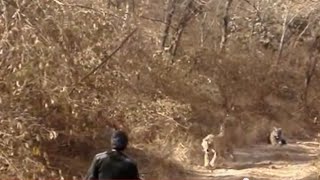 Tigers in Indias Ranthambore National Park chasing ranger [upl. by Ellord35]