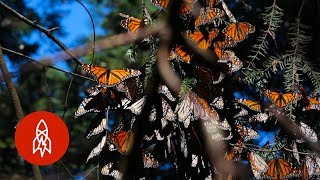 Monarchs by the Millions Welcome to Butterfly Forest [upl. by Eldwun16]